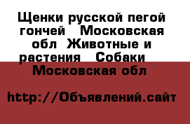 Щенки русской пегой гончей - Московская обл. Животные и растения » Собаки   . Московская обл.